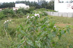 Ipomoea carnea